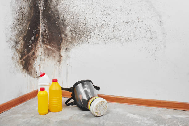 Best Residential Mold Removal  in Canton, IL