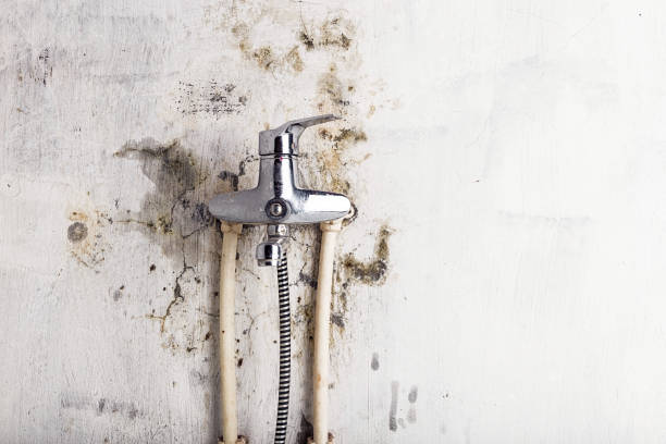 Best Office Mold Removal Services  in Canton, IL