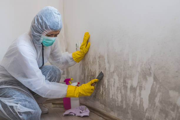 Best Best Mold Removal Companies  in Canton, IL