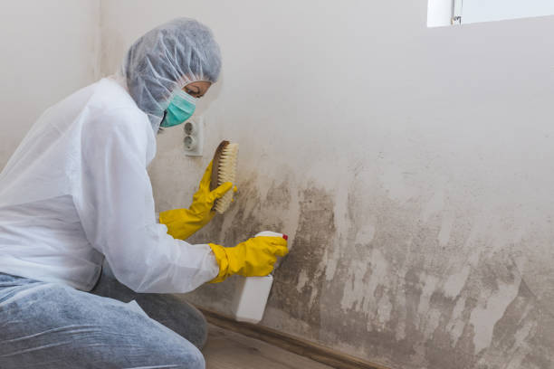Best Mold Remediation  in Canton, IL
