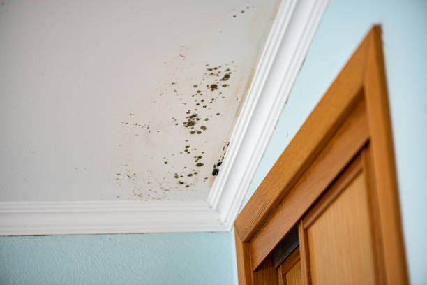 Best Local Mold Removal Service  in Canton, IL