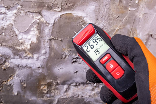 Best Commercial Mold Removal  in Canton, IL