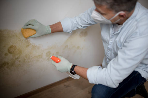 Best Mold Testing  in Canton, IL