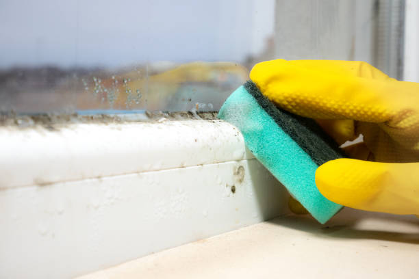 Best Office Mold Removal Services  in Canton, IL