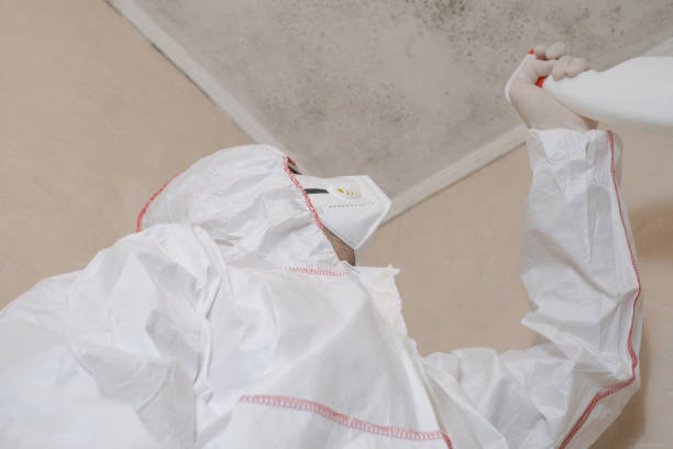 Best Attic Mold Removal  in Canton, IL