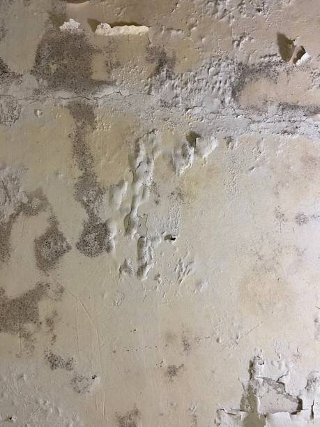 Trusted Canton, IL Mold Removal Experts
