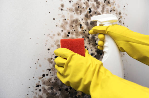 Best Toxic Mold Removal  in Canton, IL
