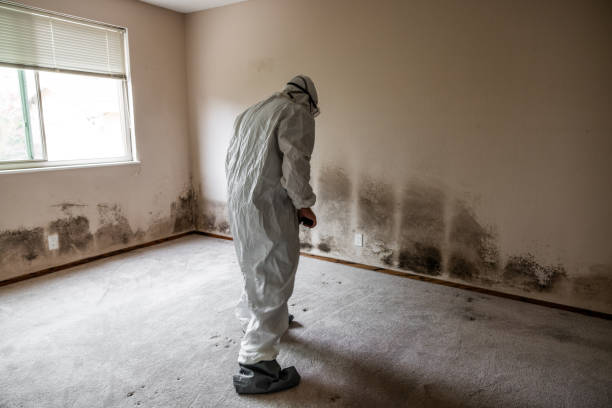 Mold Testing and Removal in Canton, IL