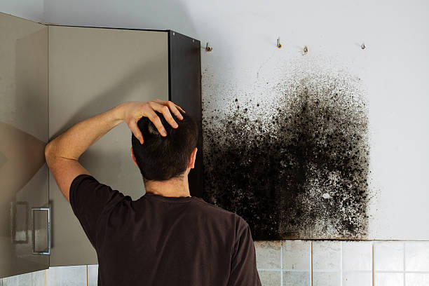 Best Emergency Mold Removal  in Canton, IL