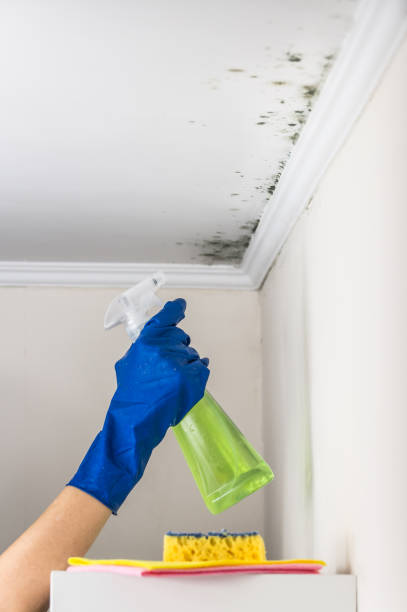 Best Affordable Mold Removal  in Canton, IL